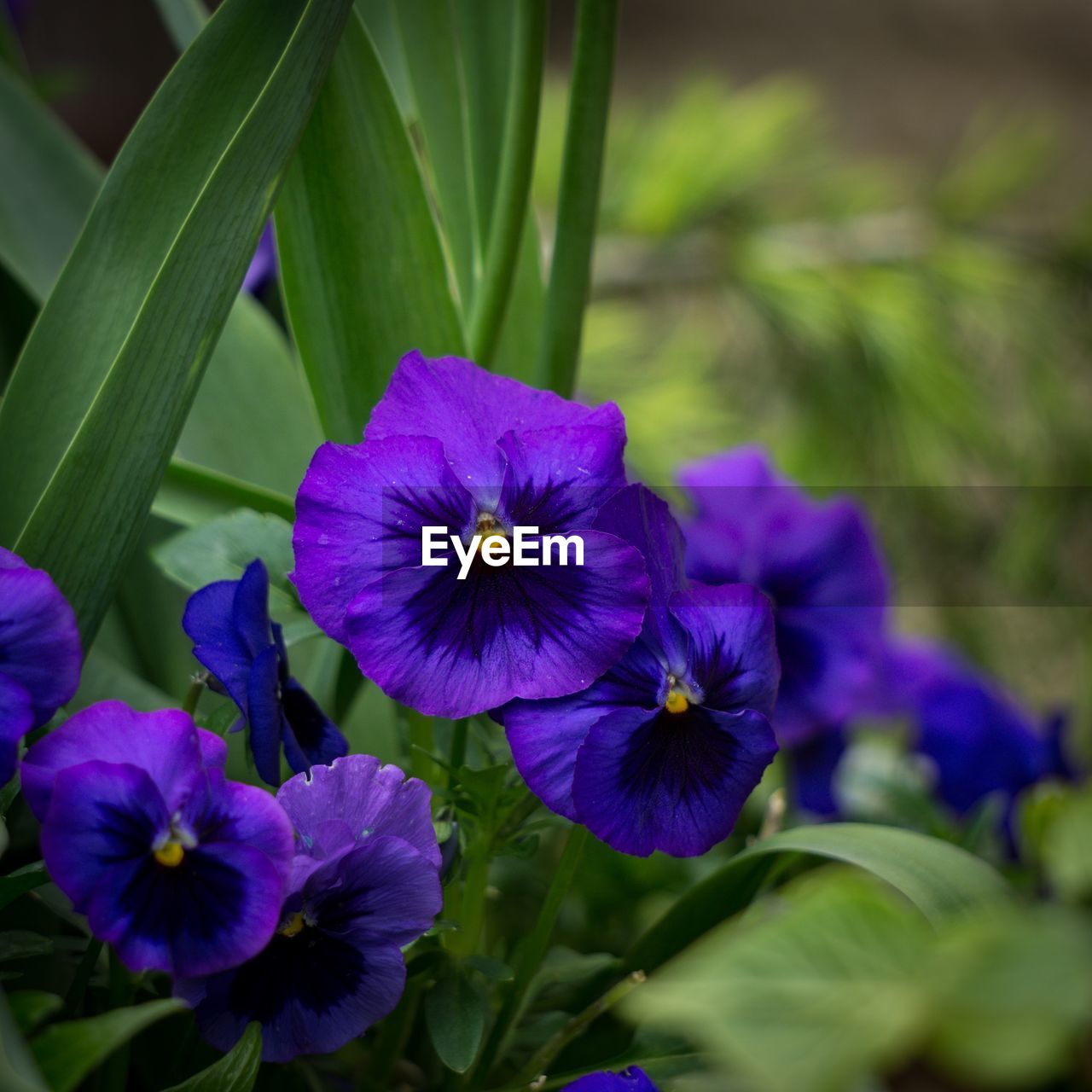 Close-up of purple flowering plant