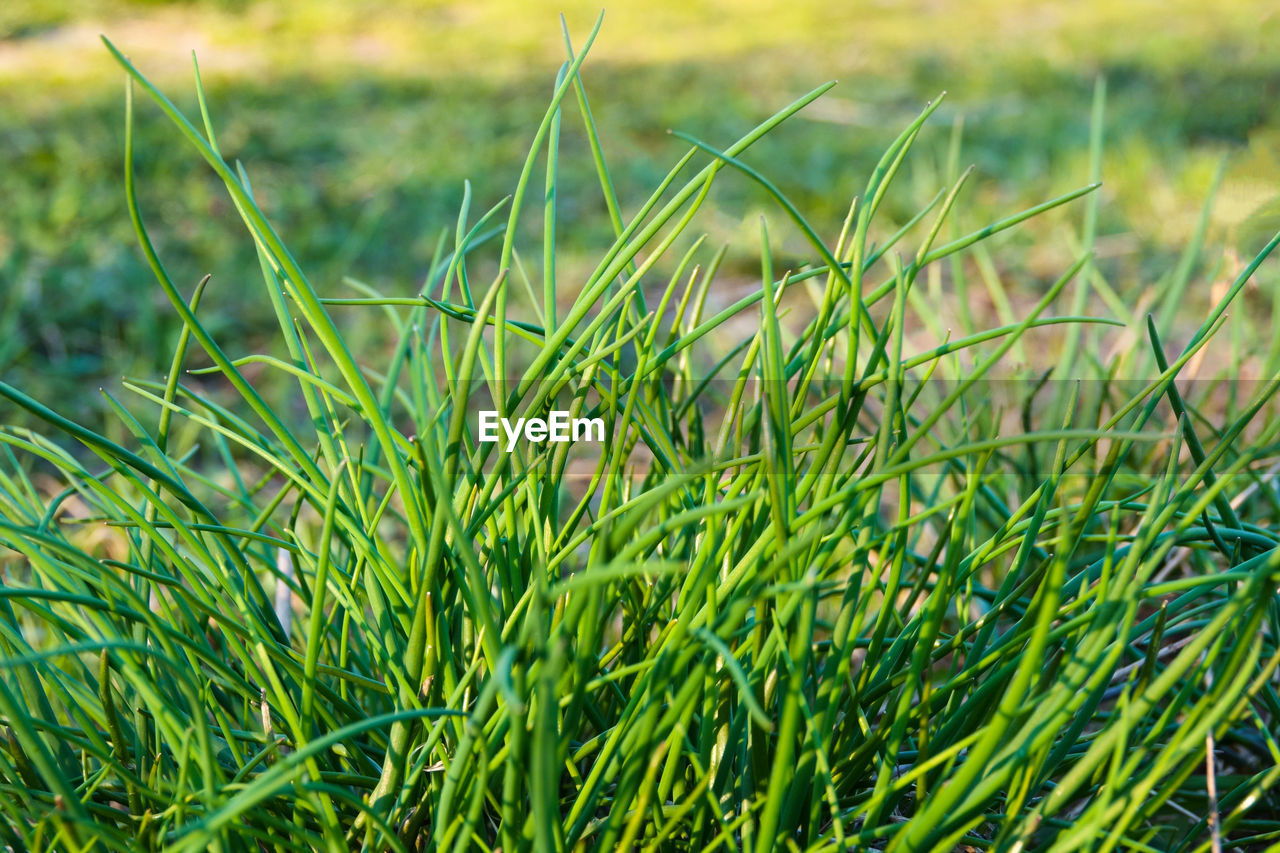 CLOSE-UP OF GRASS GROWING IN FIELD