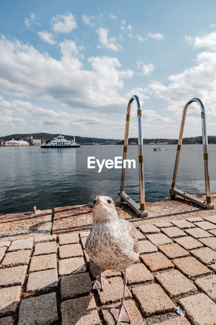 SEAGULLS PERCHING ON A SEA SHORE