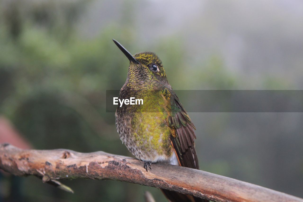 Close-up of hummingbird perching on branch