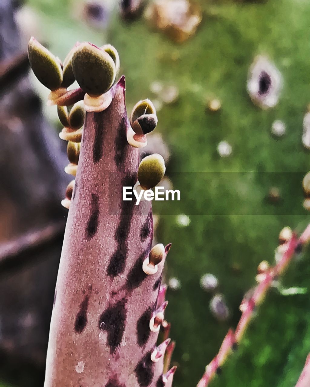 CLOSE-UP OF PINK FLOWER BUD