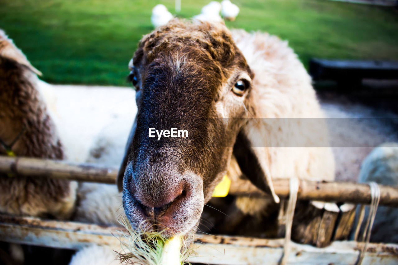 Close-up portrait of goat