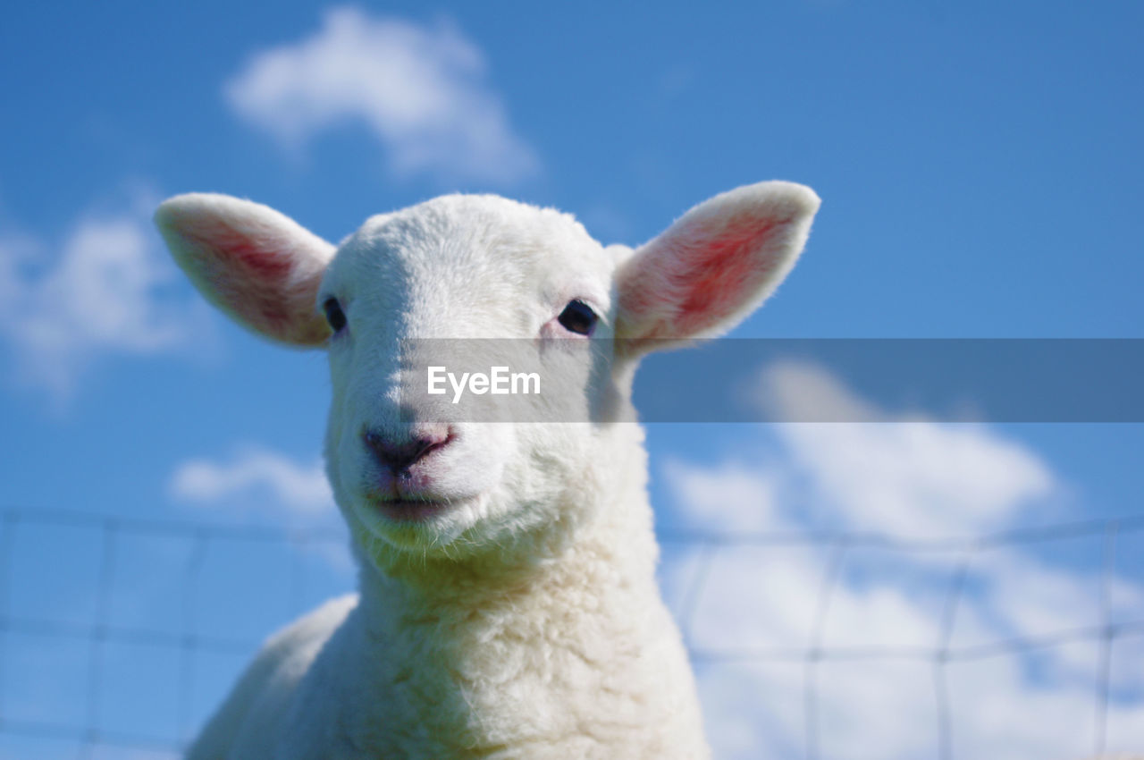 Close-up portrait of lamb against sky