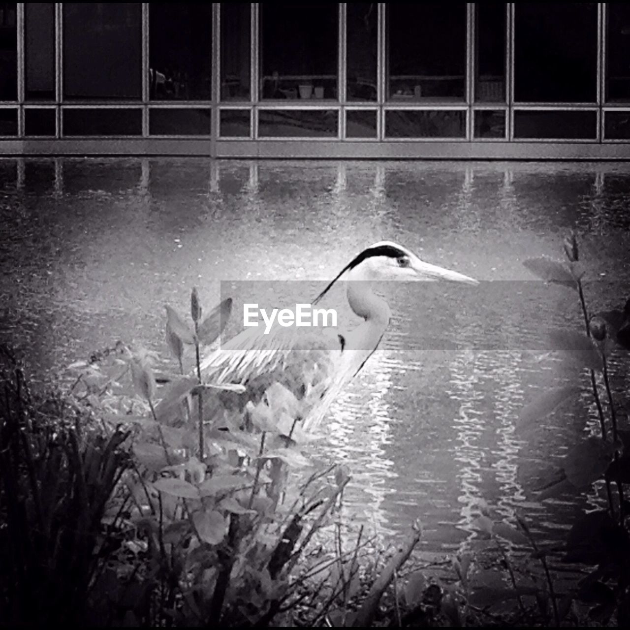 VIEW OF BIRDS IN WATER