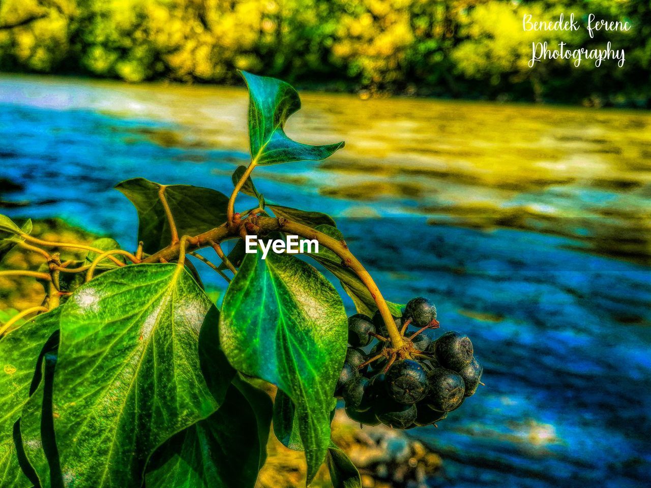 CLOSE-UP OF FRESH GREEN PLANT AGAINST WATER