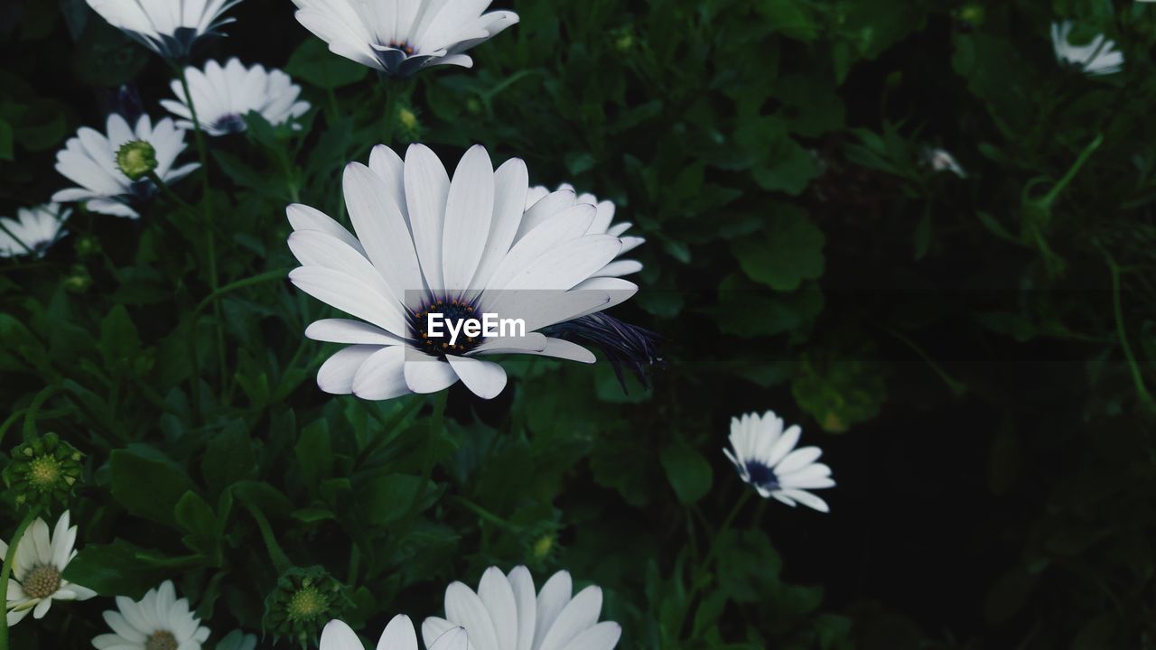 Close-up of white daisy