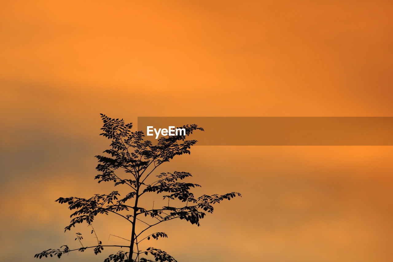 Low angle view of silhouette plant against romantic sky