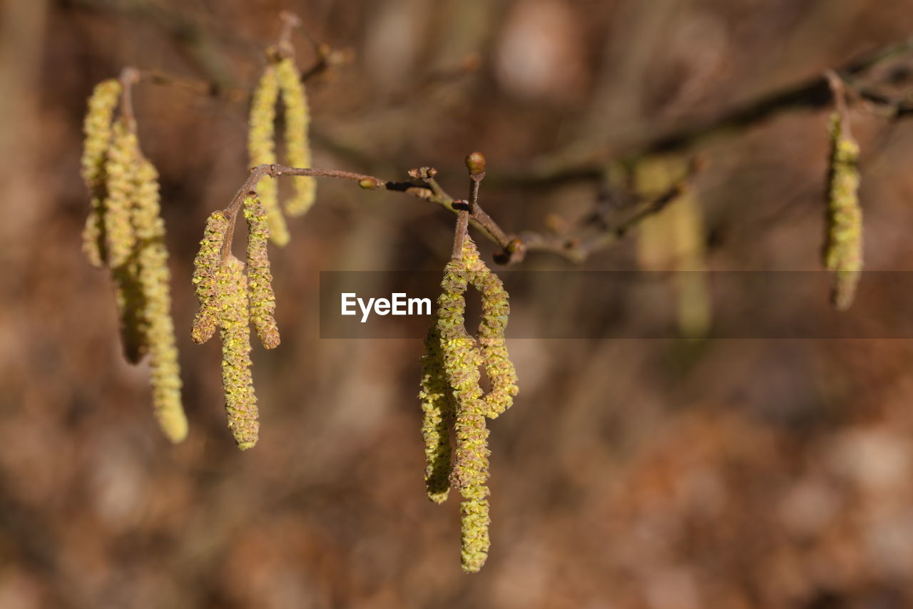 plant, flower, leaf, nature, close-up, no people, tree, macro photography, branch, growth, focus on foreground, beauty in nature, food and drink, food, outdoors, day, plant stem, twig, autumn, selective focus, yellow, produce
