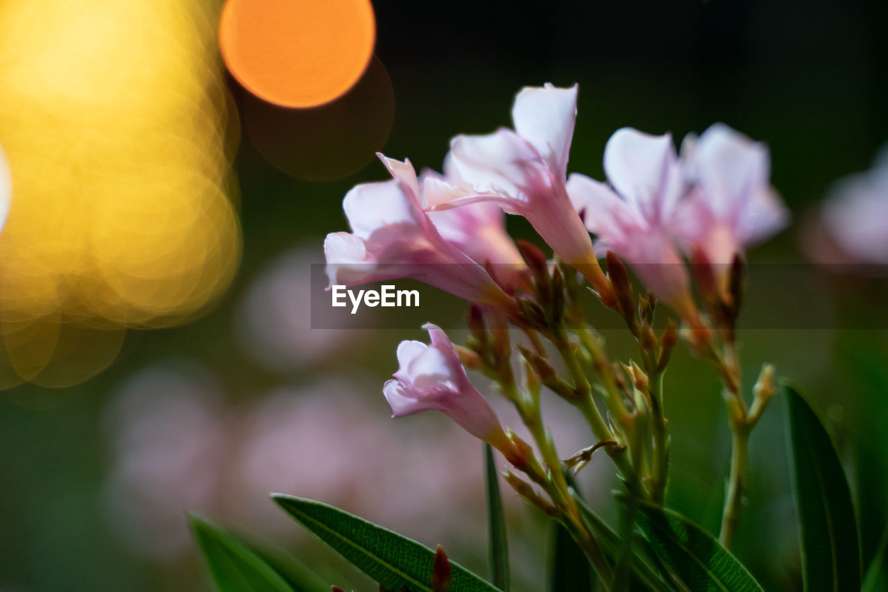 A bouquet of pink flowers playing with the lights at night..