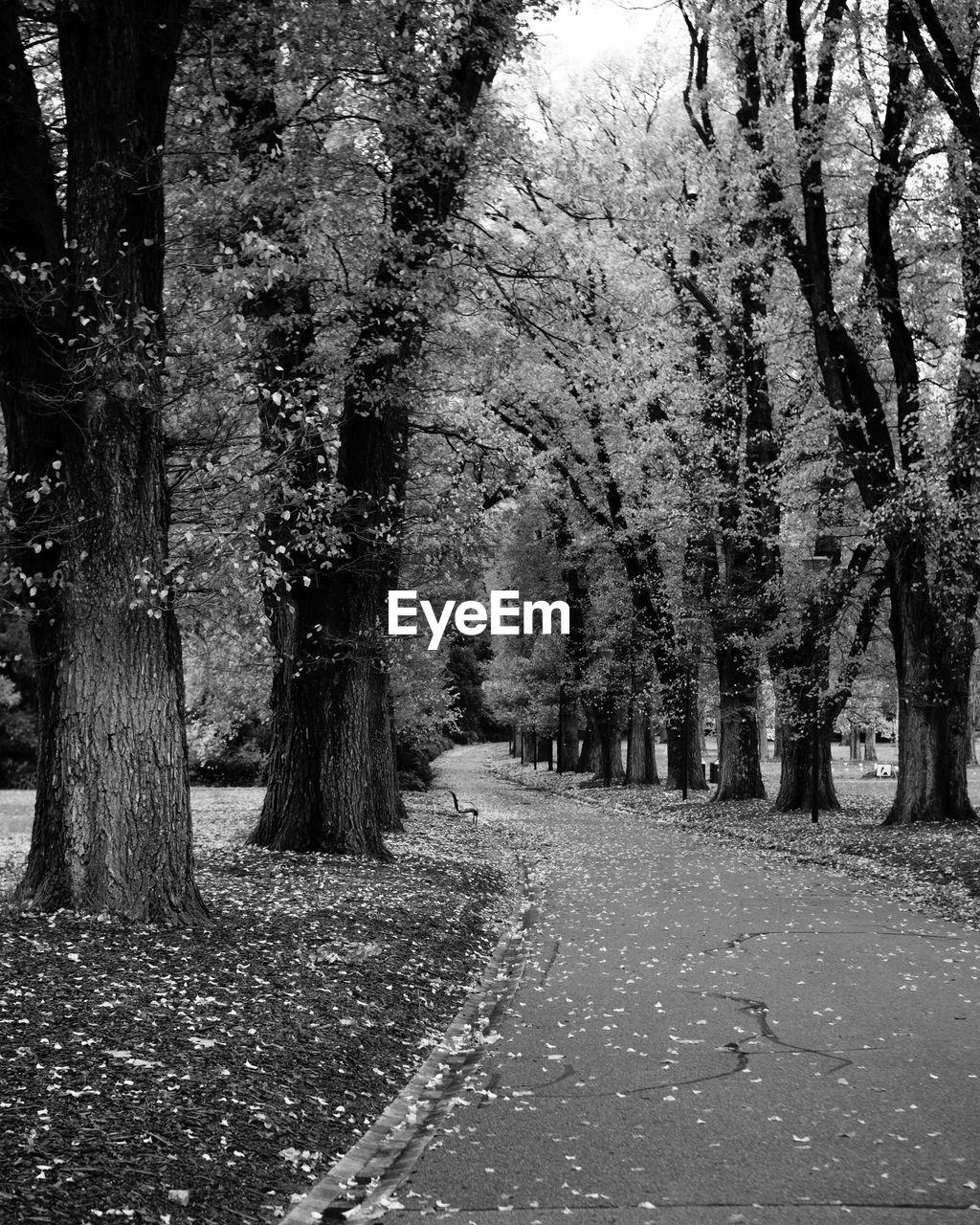 Footpath amidst trees in park during autumn