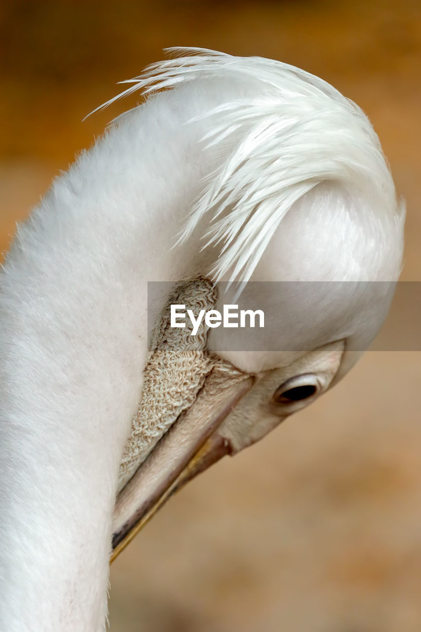 Extreme close-up of pelican
