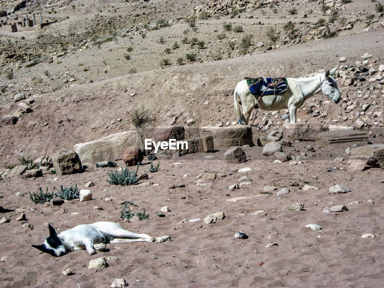 Low section of man with horse on sand at beach