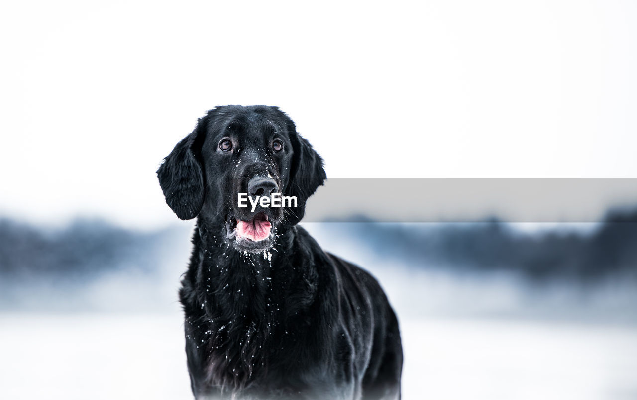 Close-up of a dog looking away