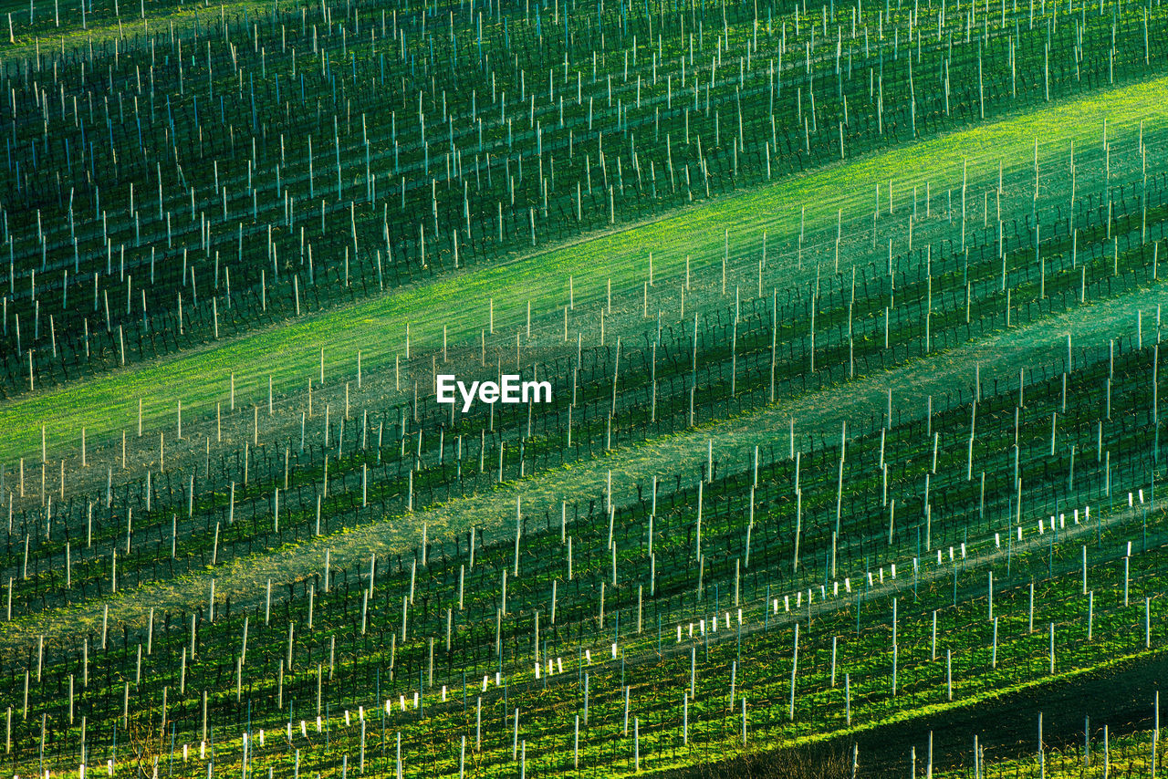 Full frame shot of agricultural field