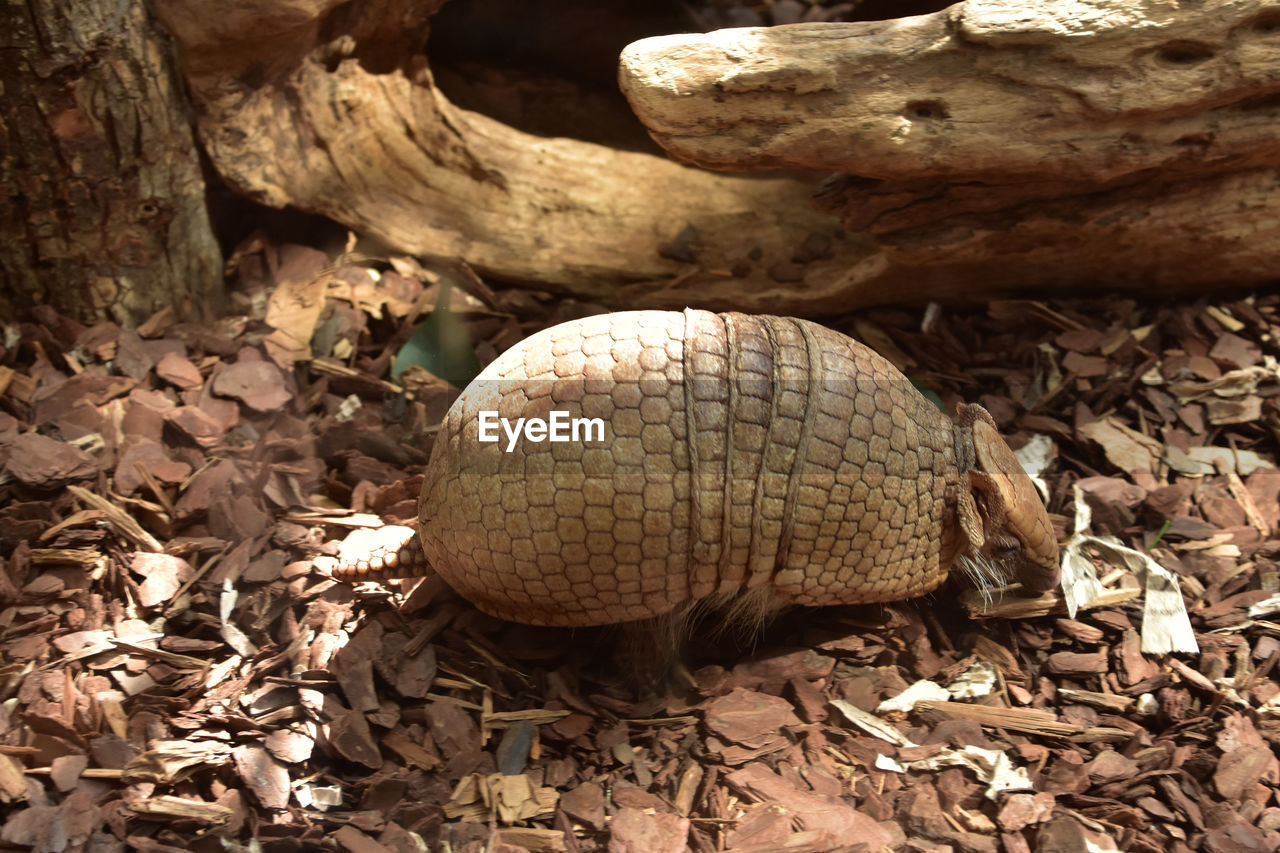 Segmented scales on the back of an armadillo in the wild.