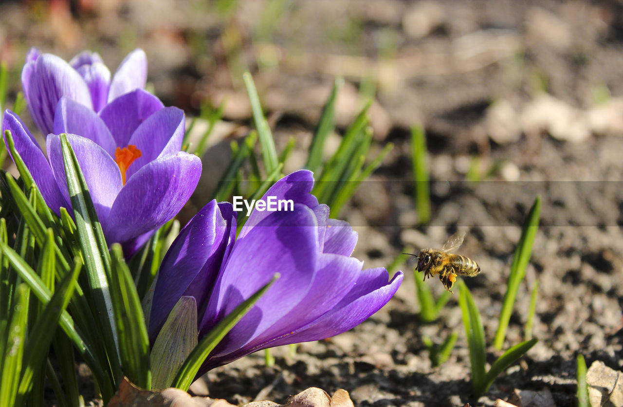 Close-up of insect on purple flower