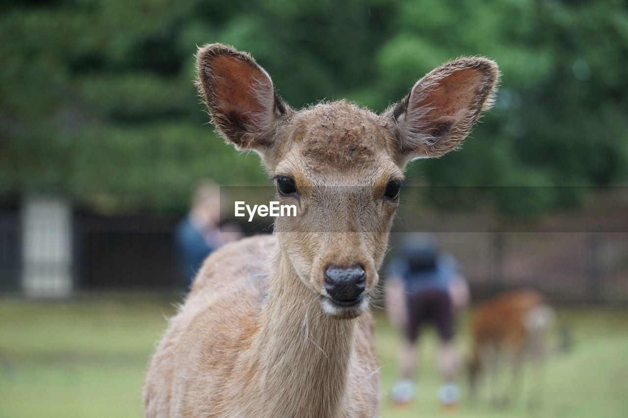 Close-up portrait of a deer