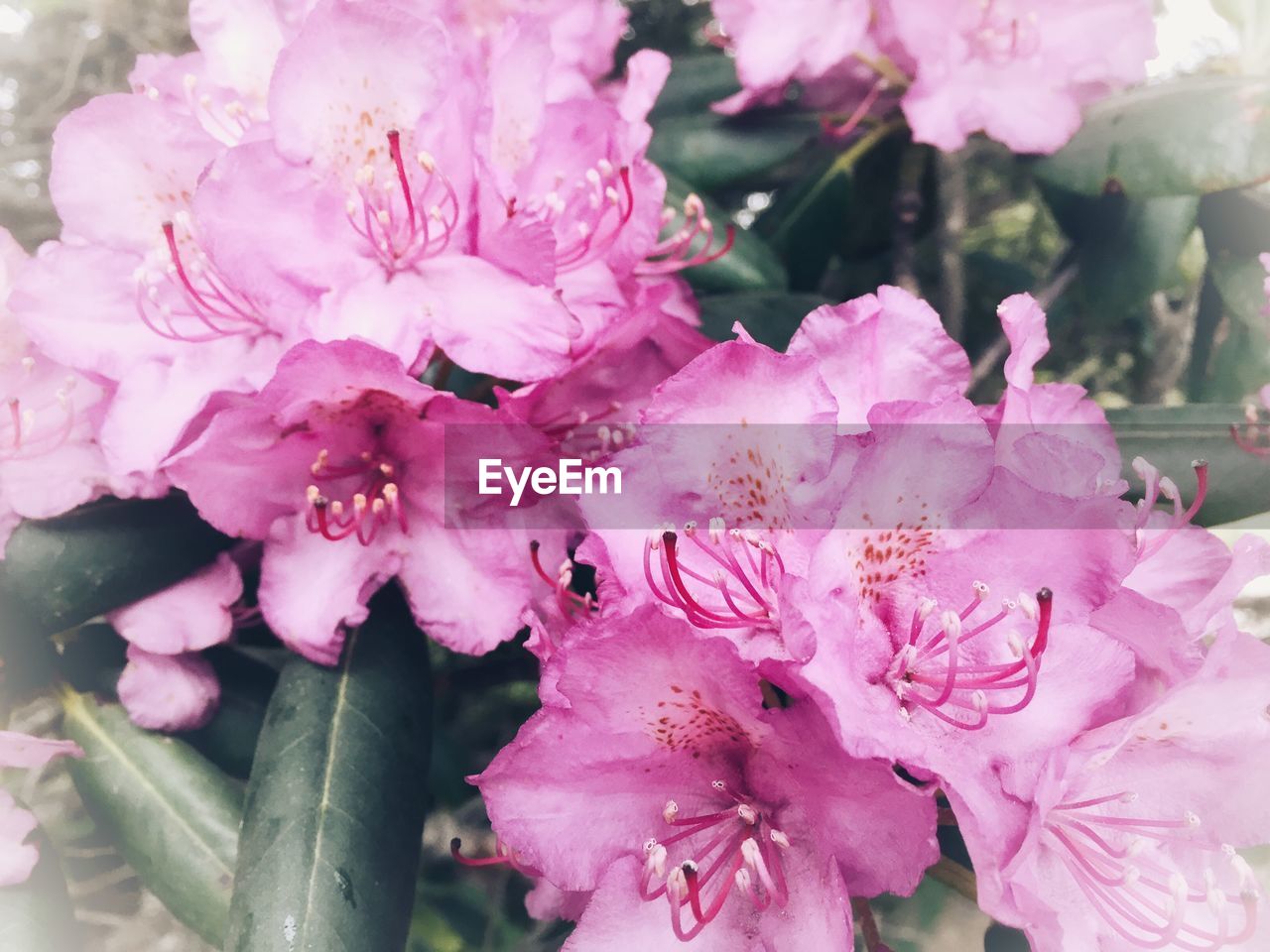 Close-up of pink flowers