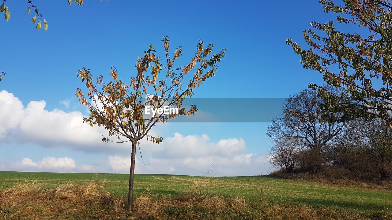 PLANTS ON FIELD AGAINST SKY