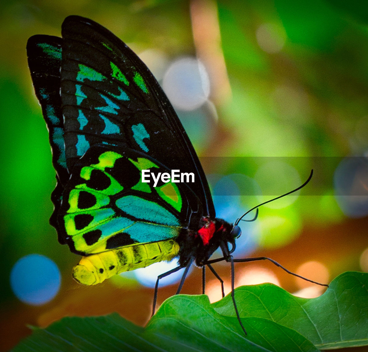 Close-up of colorful butterfly on leaf. 