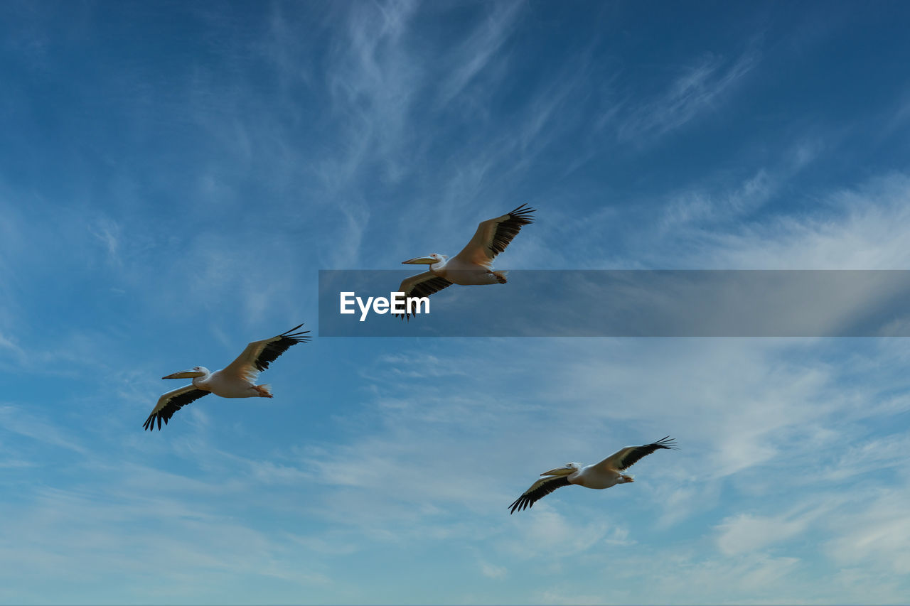 Low angle view of pelicans flying against sky