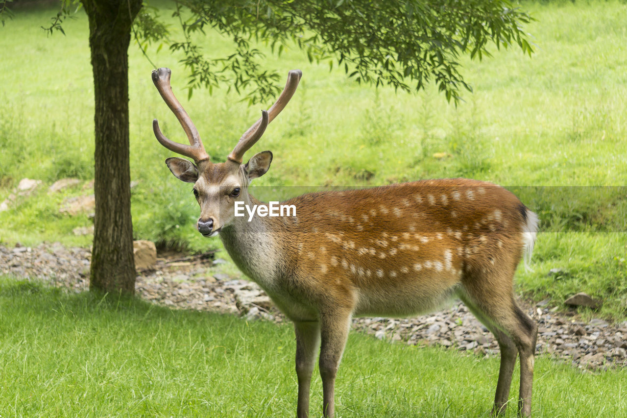 PORTRAIT OF DEER STANDING IN FIELD