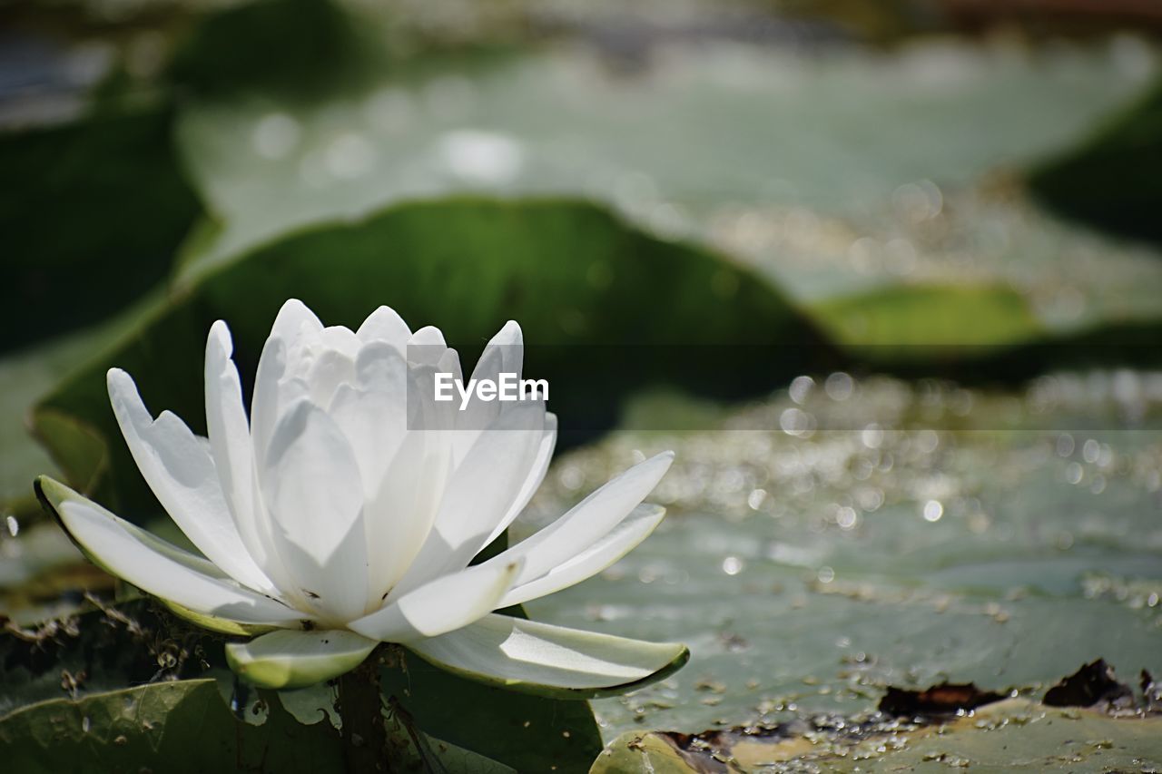 CLOSE-UP OF WATER LILY ON LAKE