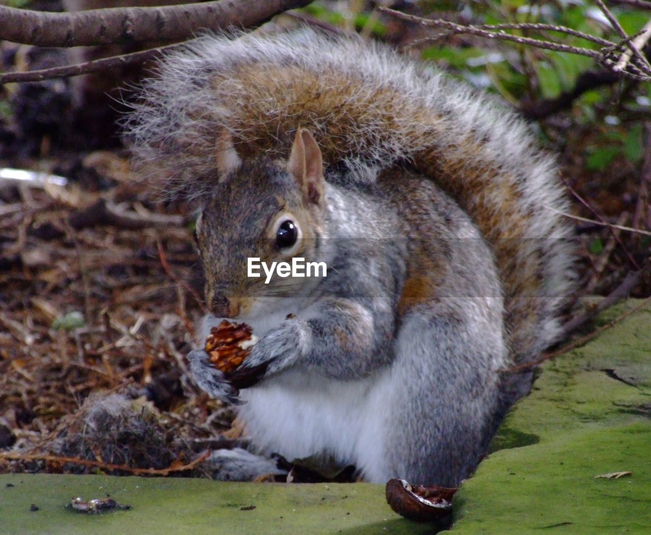 Portrait of squirrel feeding on food
