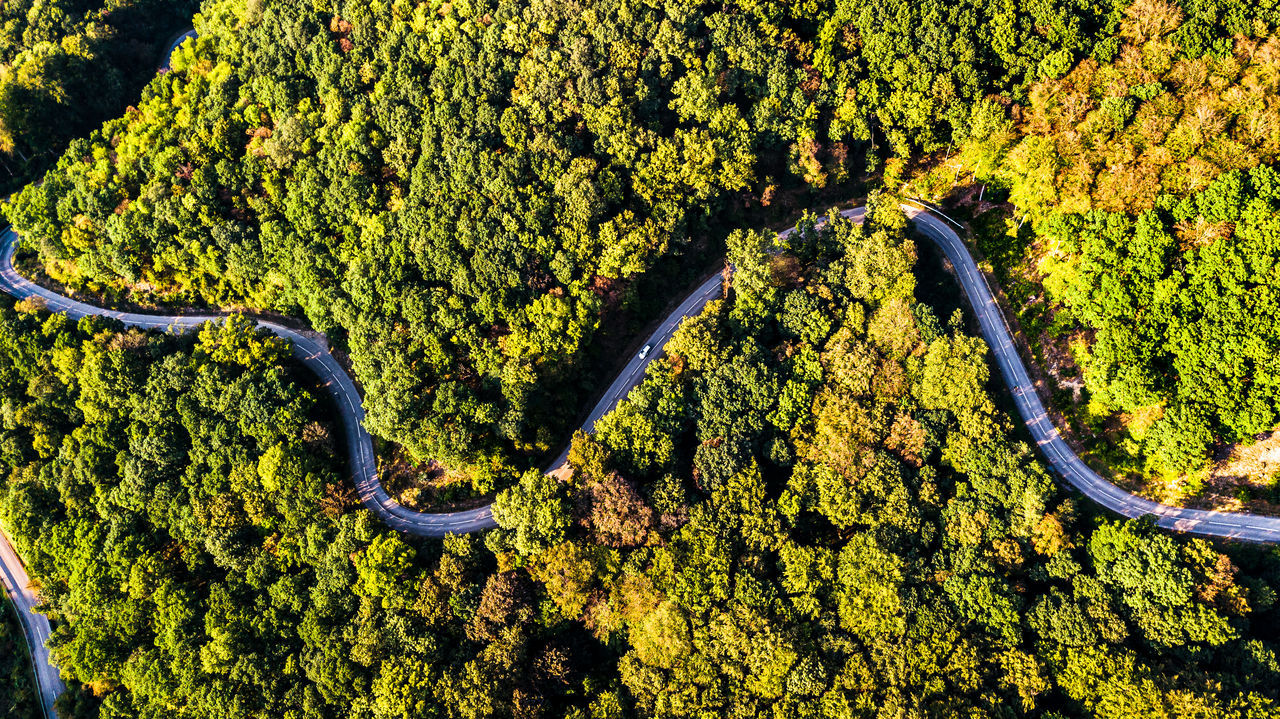 High angle view of trees in forest