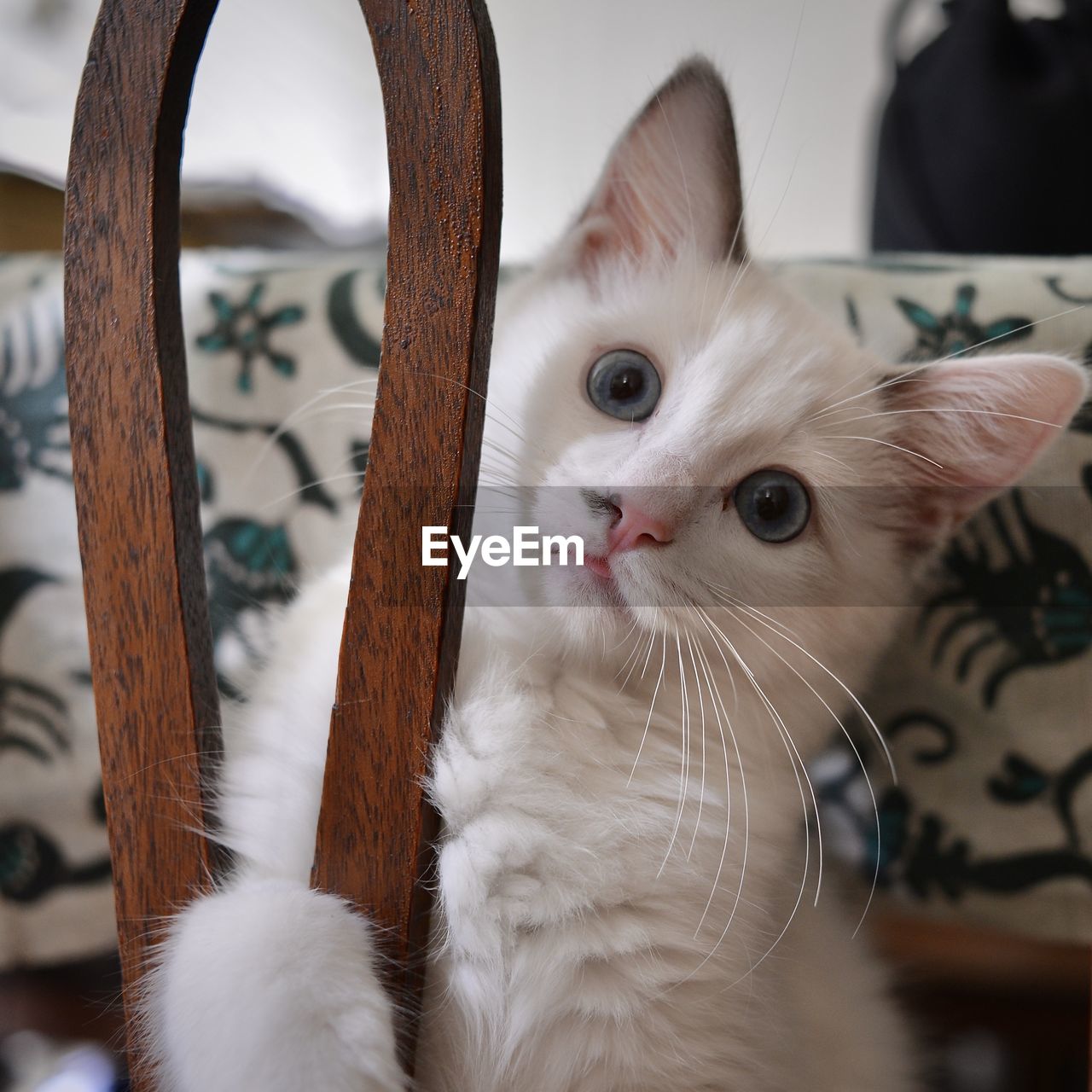 Maui as a kitten