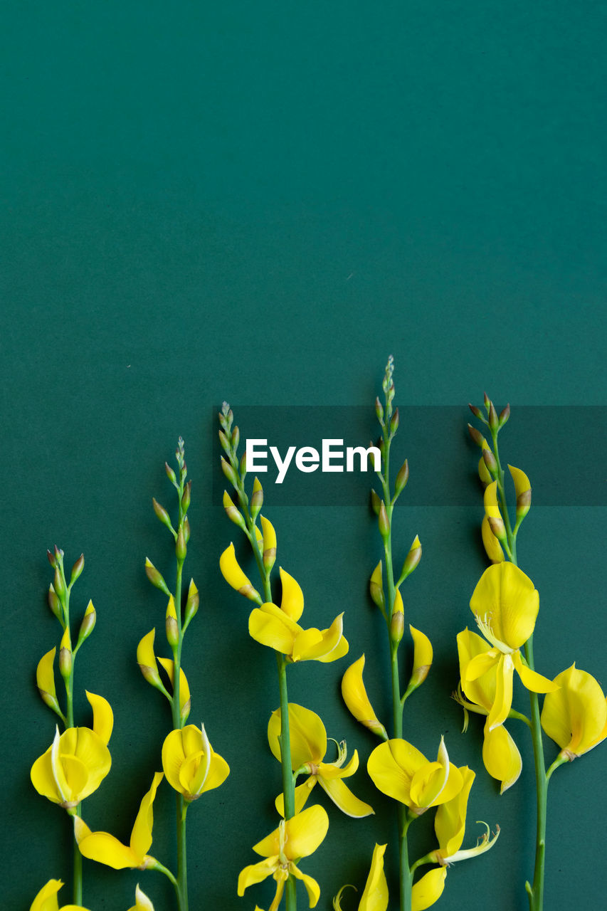 CLOSE-UP OF YELLOW FLOWERING PLANT