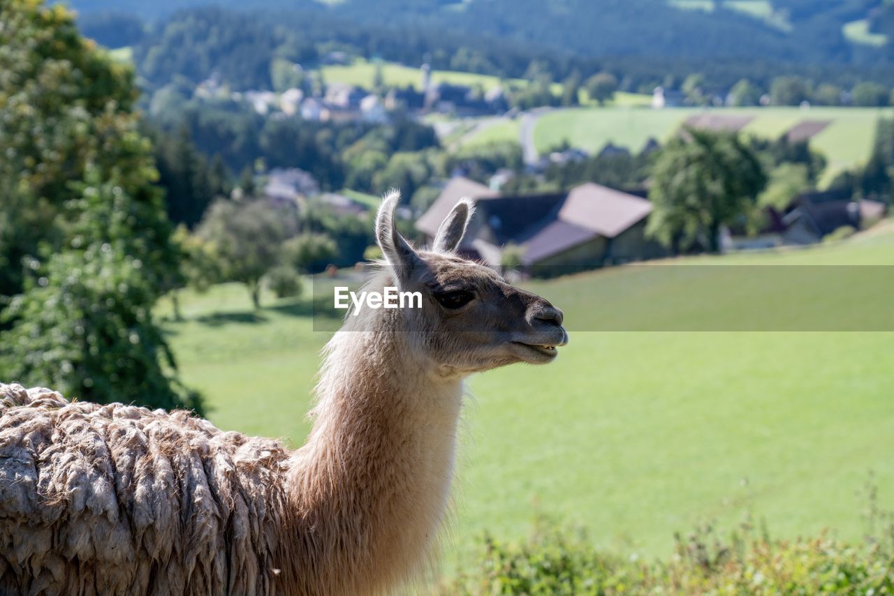 Lama in the austrian alps with beautiful scenic panorama mountain view