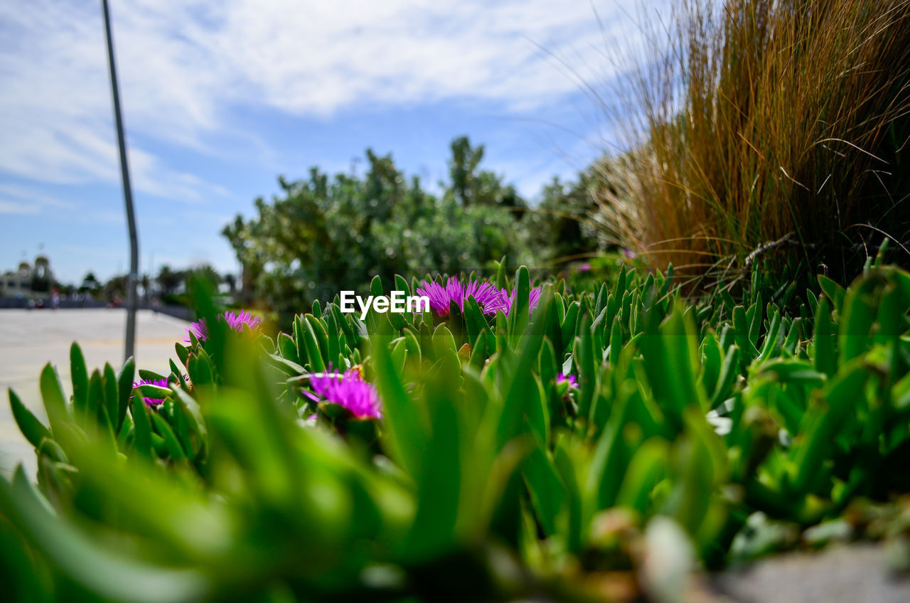 CLOSE-UP OF PURPLE FLOWERING PLANTS