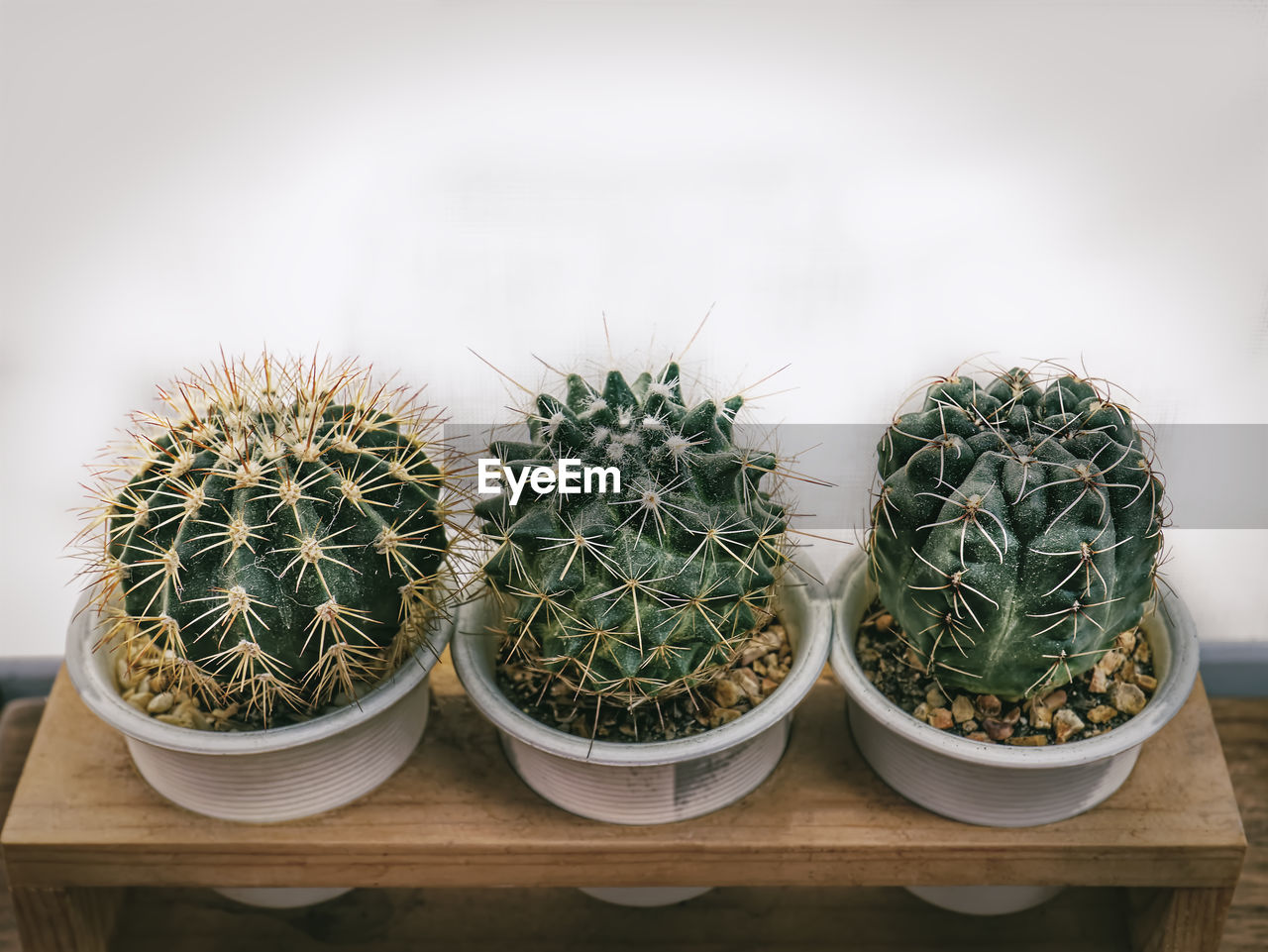 Small potted cacti and gravel stones against white wall