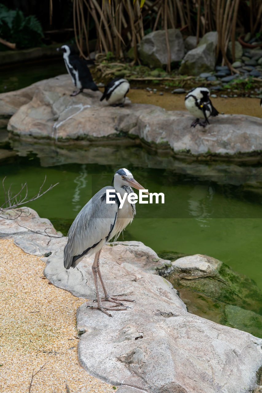 HERON PERCHING ON ROCK