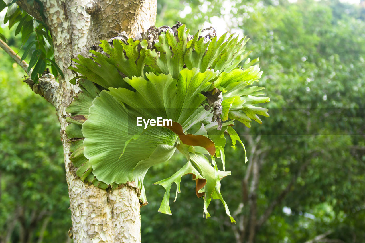 CLOSE-UP OF GREEN PLANT AGAINST TREE