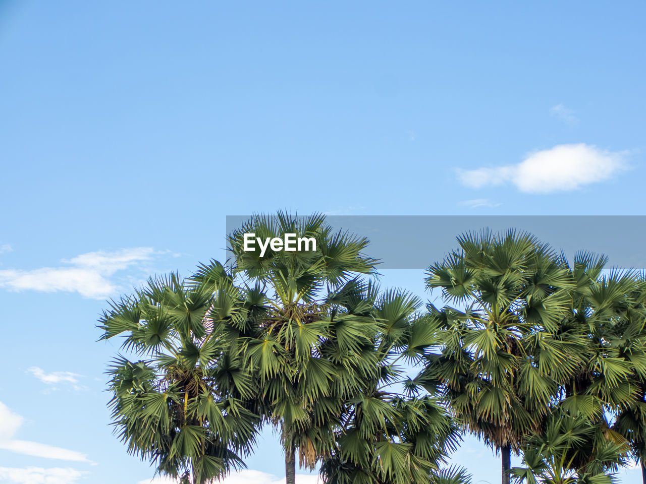 tree, sky, palm tree, tropical climate, plant, cloud, nature, blue, beauty in nature, low angle view, growth, borassus flabellifer, leaf, coconut palm tree, no people, tropical tree, tranquility, day, flower, outdoors, scenics - nature, green, sunny, sunlight, environment, travel, land, idyllic, travel destinations, tropics, copy space, tranquil scene, clear sky, plant part, branch, palm leaf, vacation, tourism, trip, summer