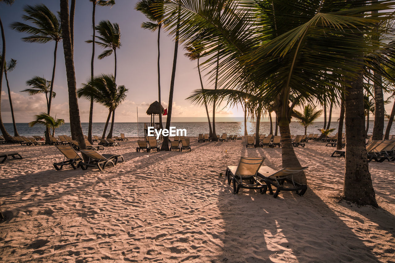 SCENIC VIEW OF PALM TREES ON BEACH