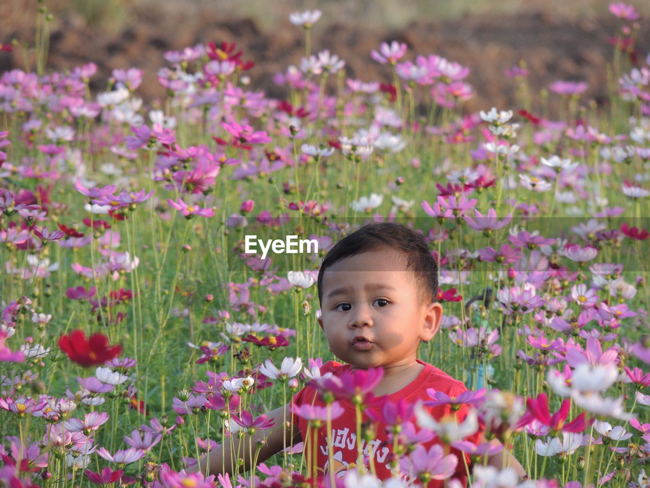 Boy by pink flowering plants