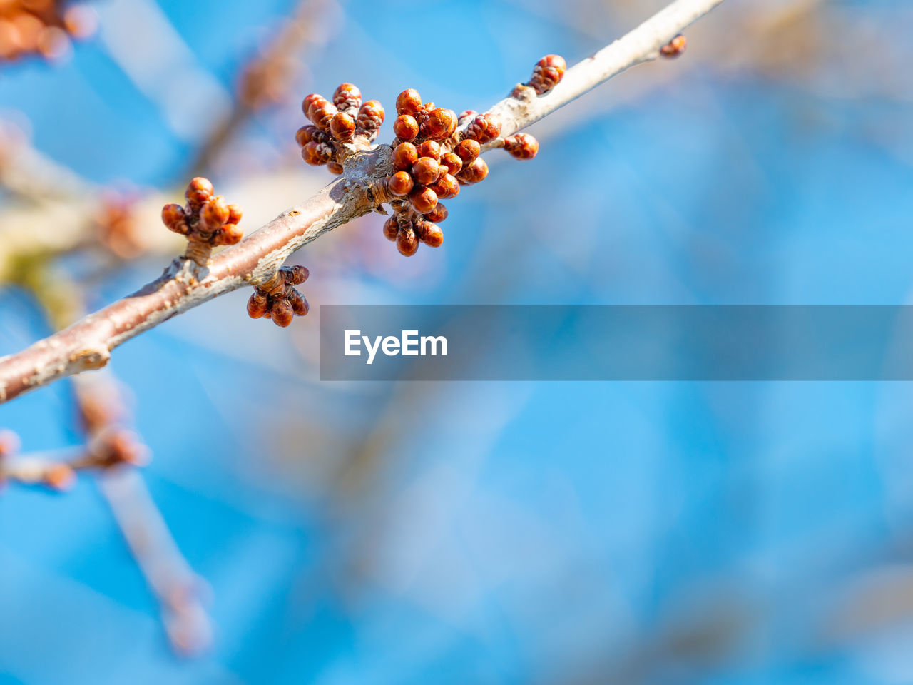 Close up closed wild cherry buds, spring tree and branches against blue sky