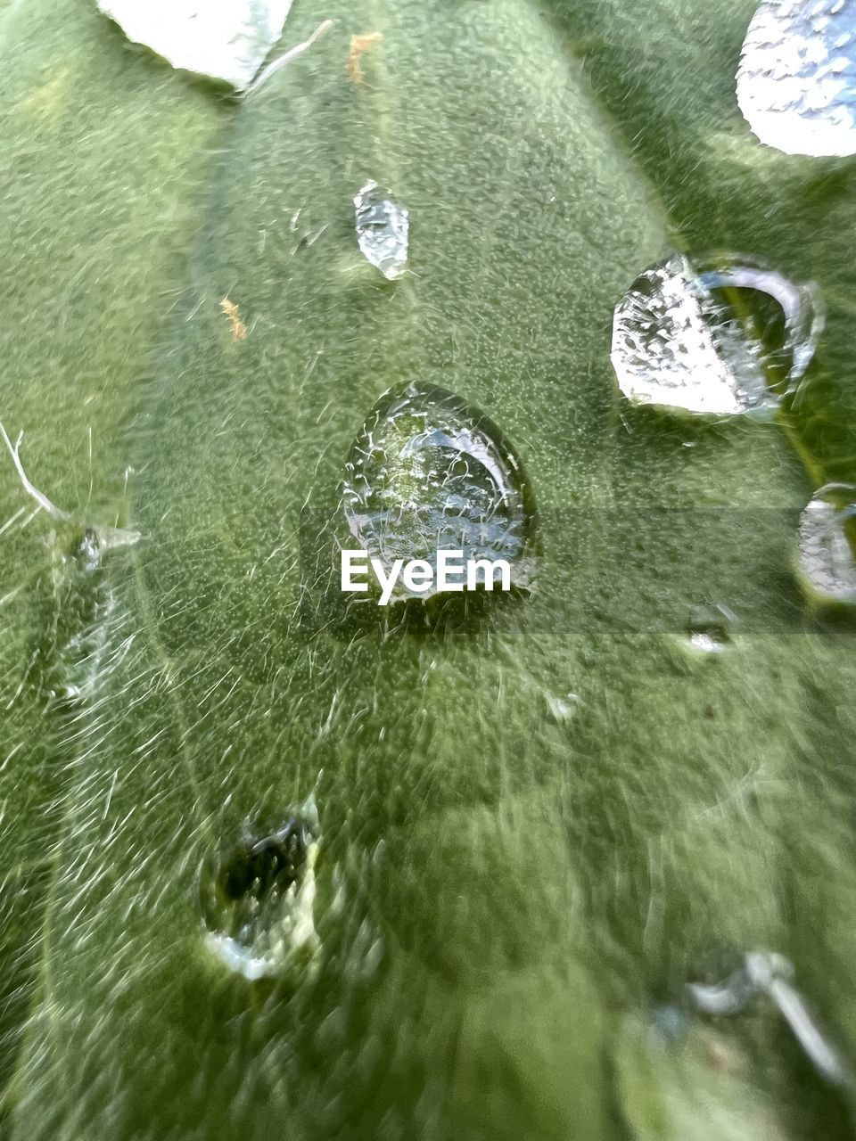 water, leaf, no people, close-up, nature, green, macro photography, drop, full frame, backgrounds, day, wet, outdoors, high angle view, moisture, beauty in nature, plant, dew, fragility