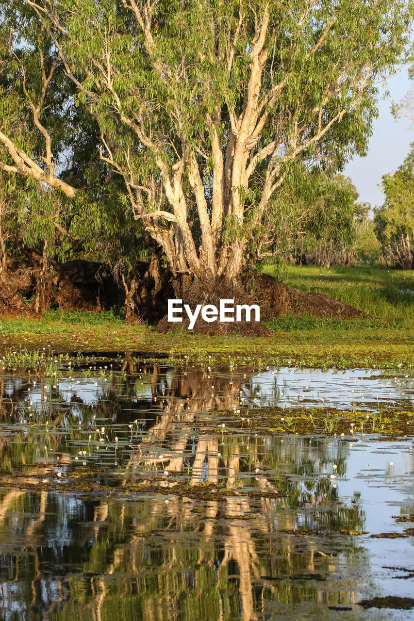 Evening mood with paperbark trees reflecting in the glassy billabong