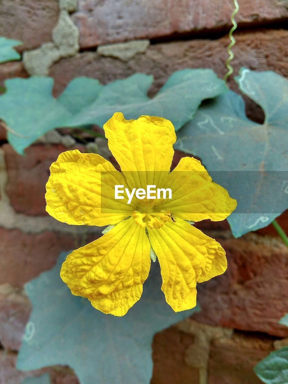 CLOSE-UP OF YELLOW FLOWER