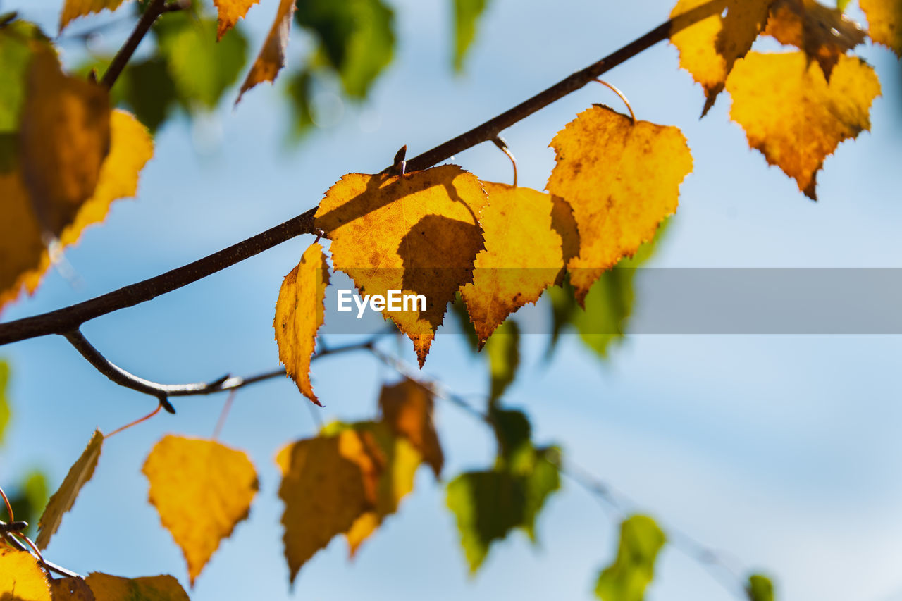 CLOSE-UP OF YELLOW LEAVES ON BRANCH AGAINST SKY