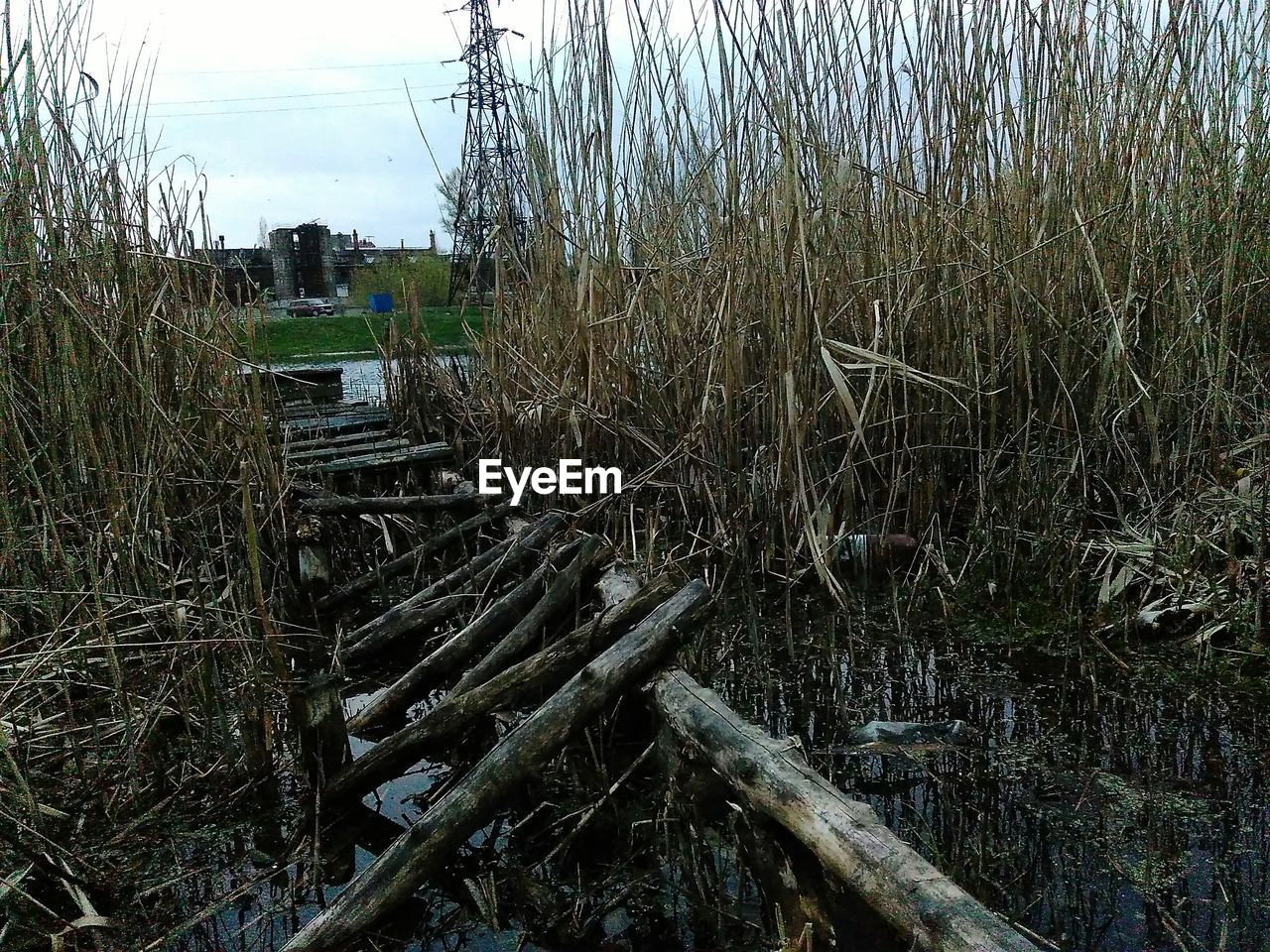 SCENIC VIEW OF GRASS IN WATER