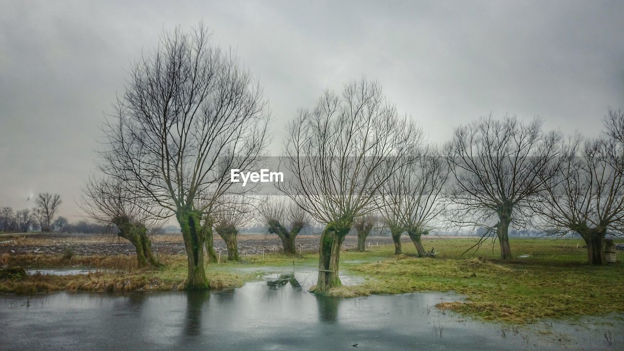 BARE TREES AGAINST SKY