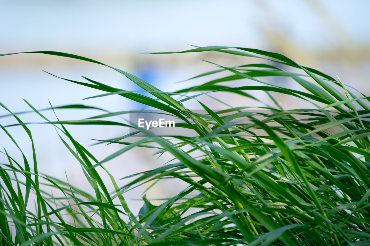 Close-up of grass growing in field