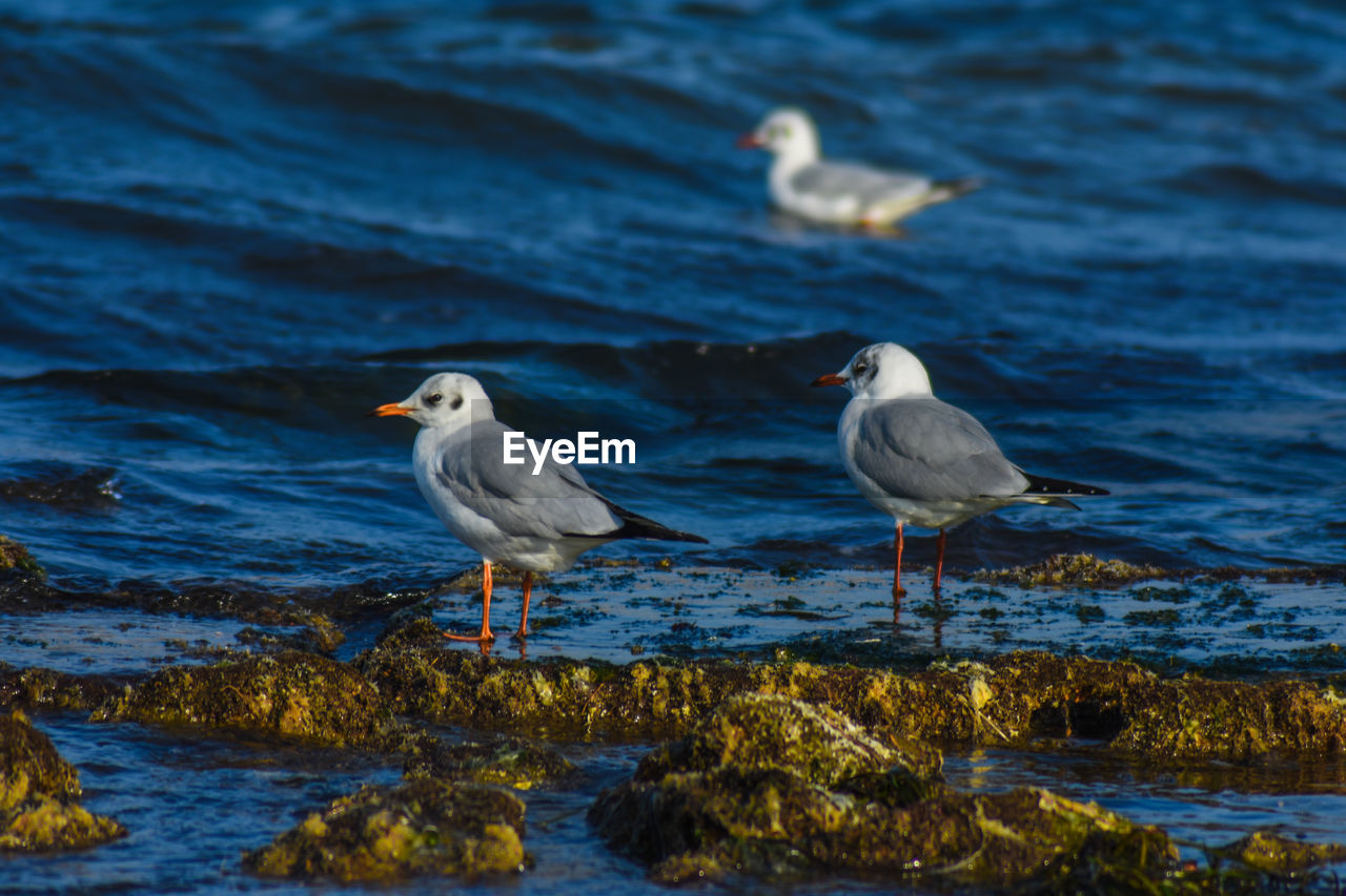 Birds in nature.