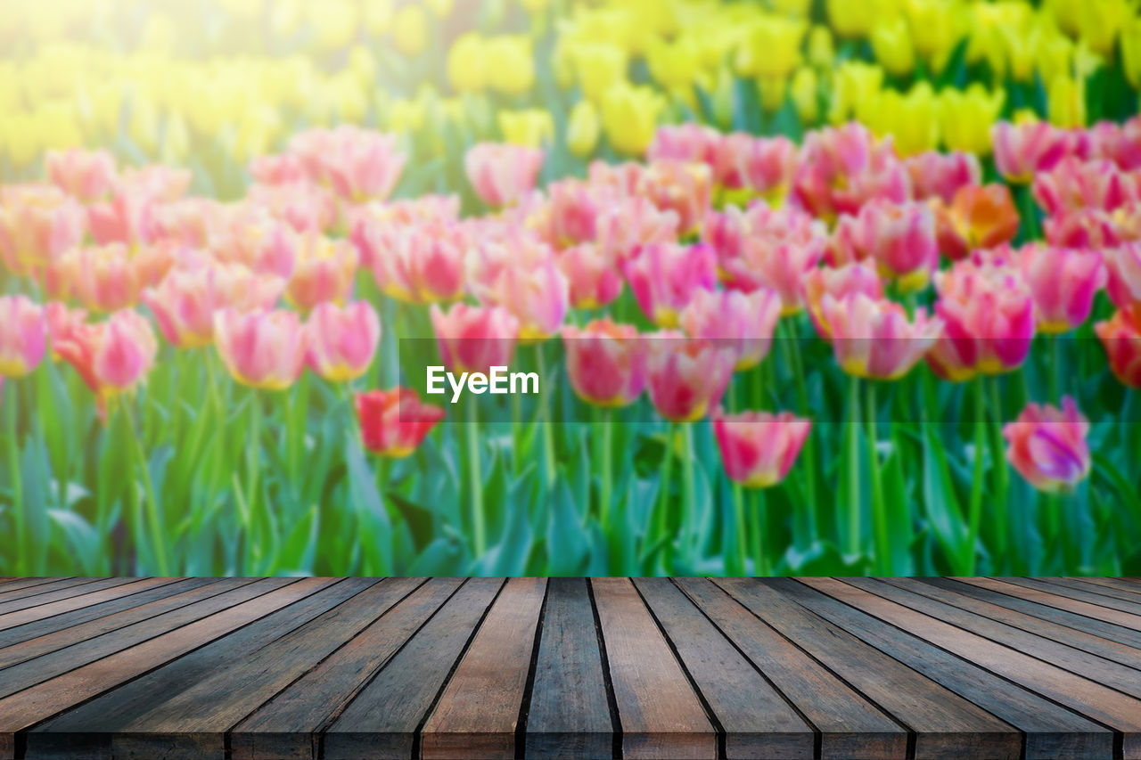 flower, flowering plant, plant, beauty in nature, freshness, pink, nature, tulip, no people, wood, multi colored, green, fragility, springtime, growth, flowerbed, day, close-up, outdoors, flower head, focus on foreground, vibrant color, ornamental garden, petal, inflorescence, summer, tranquility, leaf, plant part, park