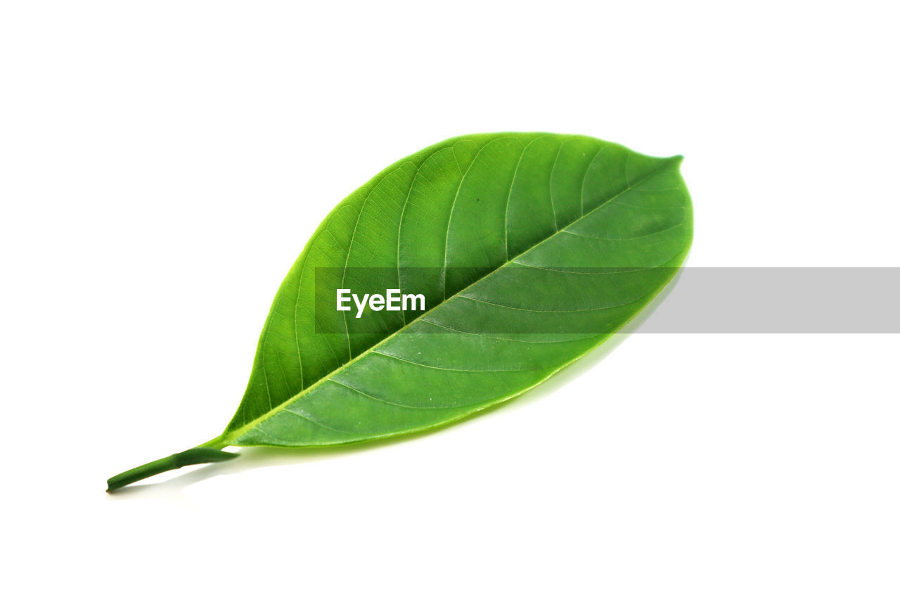 CLOSE-UP OF FRESH GREEN LEAF AGAINST WHITE BACKGROUND